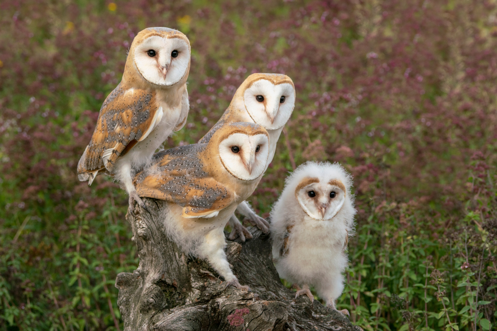 Barn owl family