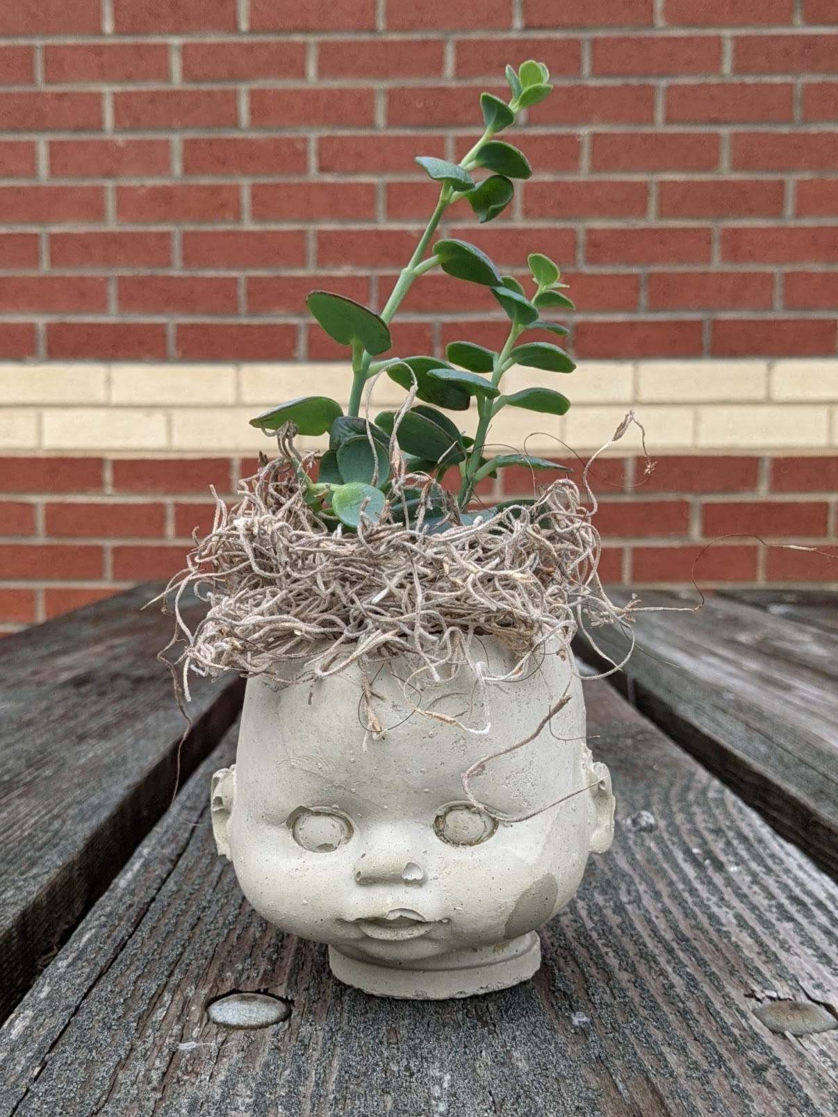 Succulent plants growing in a cement planter cast from a baby doll head