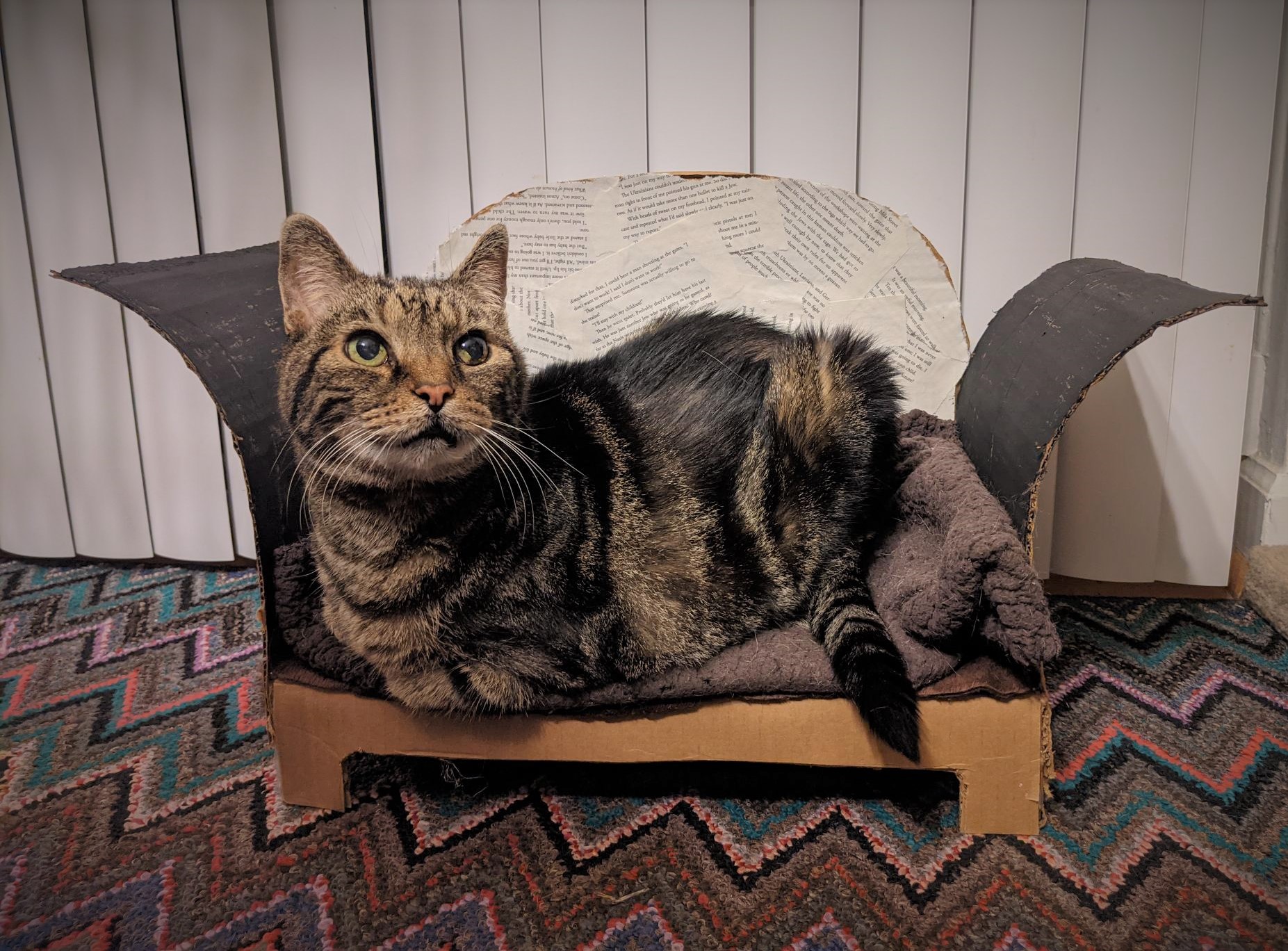 brown tabby cat lounging on a cardboard couch