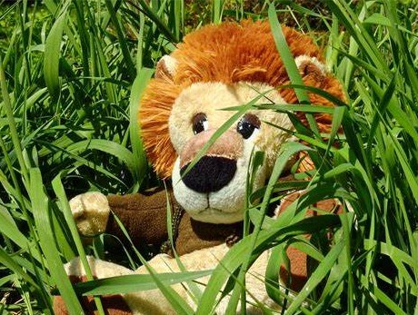 stuffed animal lion in grass