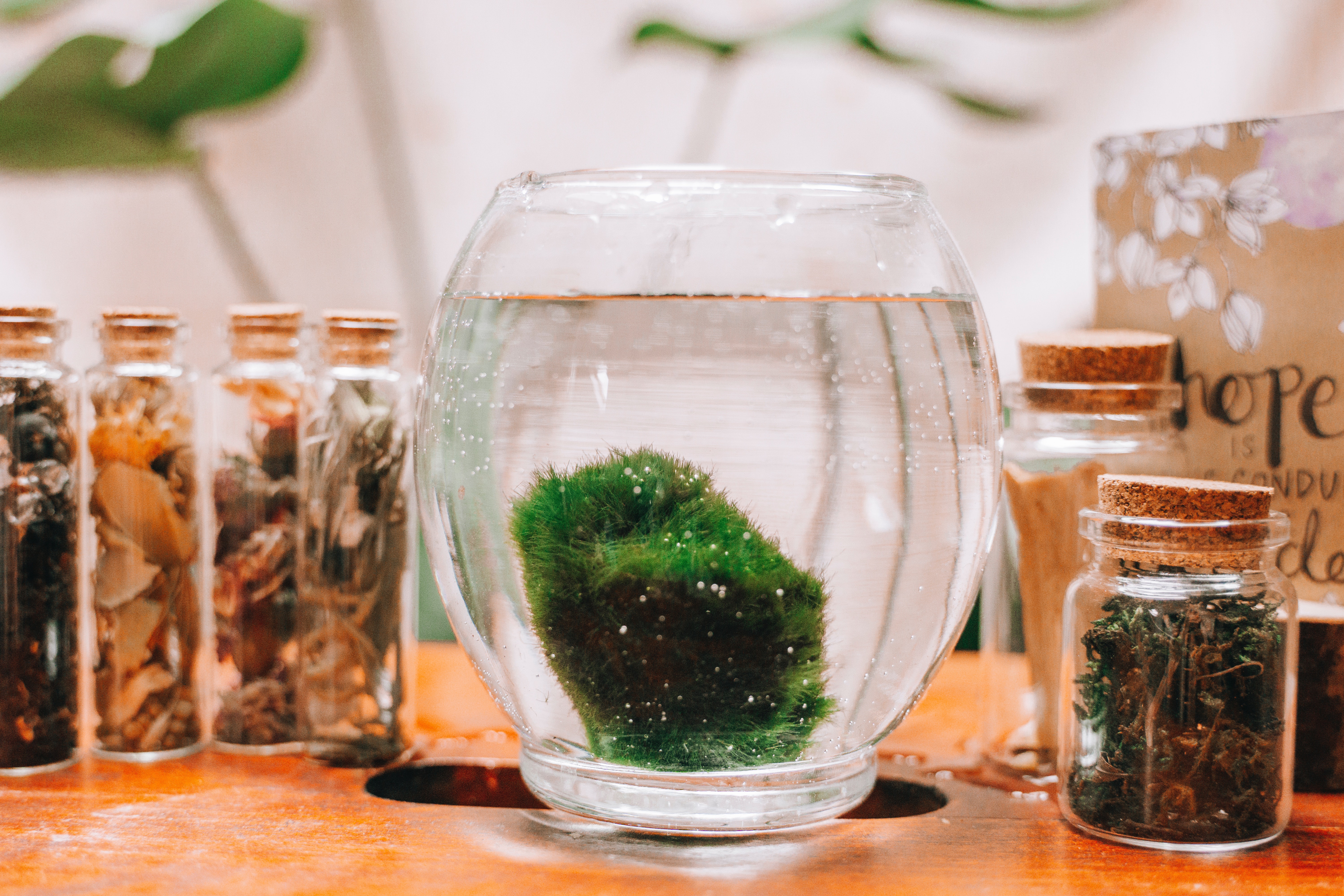 moss ball in a glass bowl surrounded by bottles filled with objects