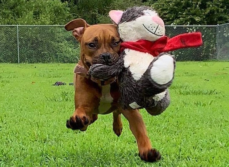 Beans running with stuffed toy