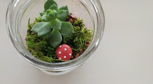 Succulent in mason jar