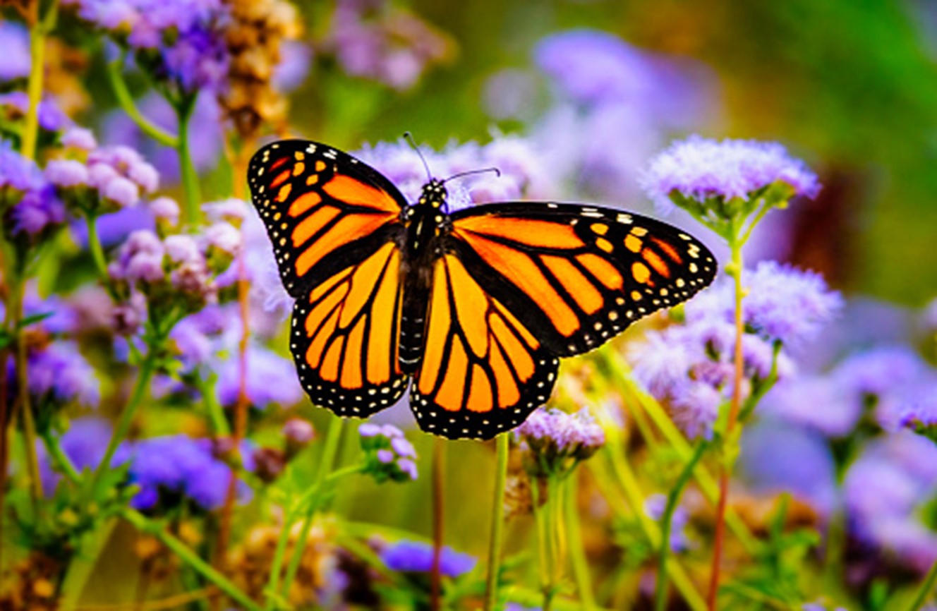 Life in a Butterfly Garden