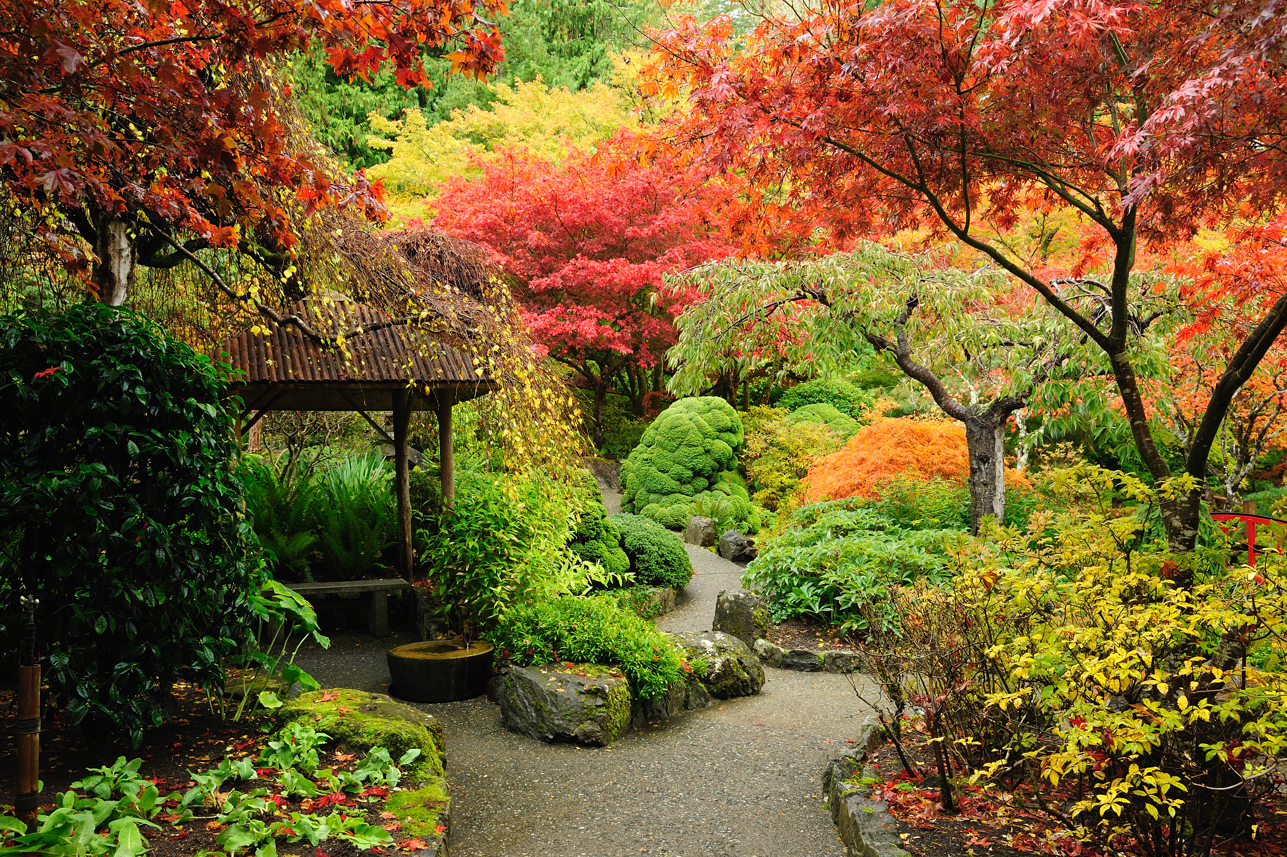 An image of an autumnal garden