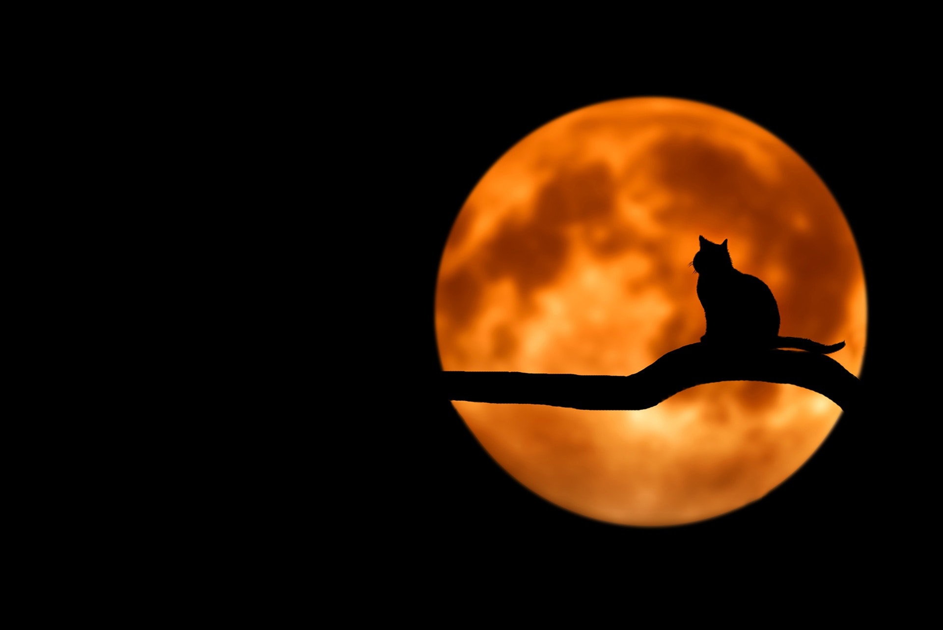Full orange moon with a silhouette of a cat on a branch.