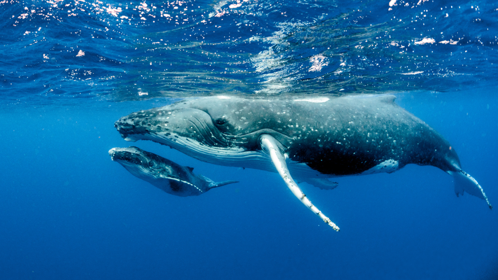 whale and baby in water