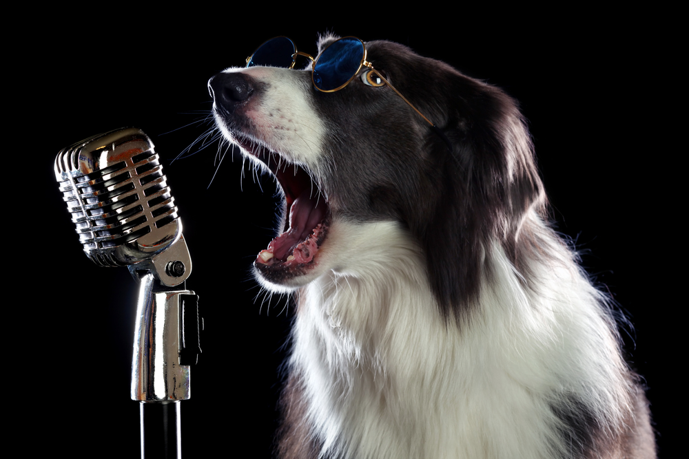 Image of a dog wearing sunglasses and singing into a microphone
