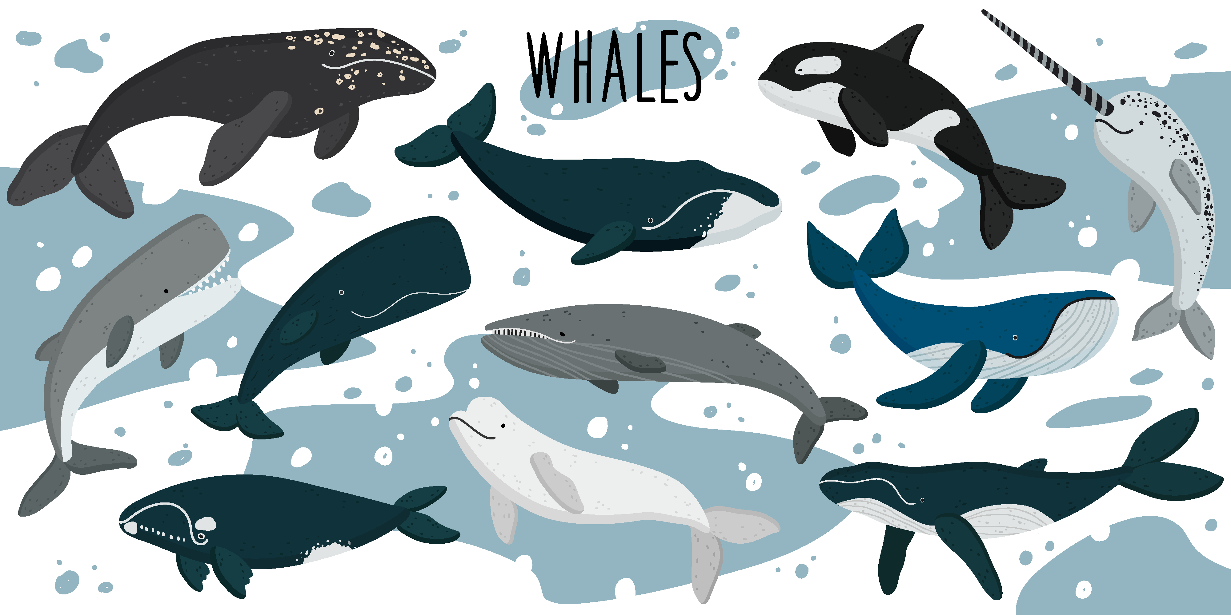 many whales illustration