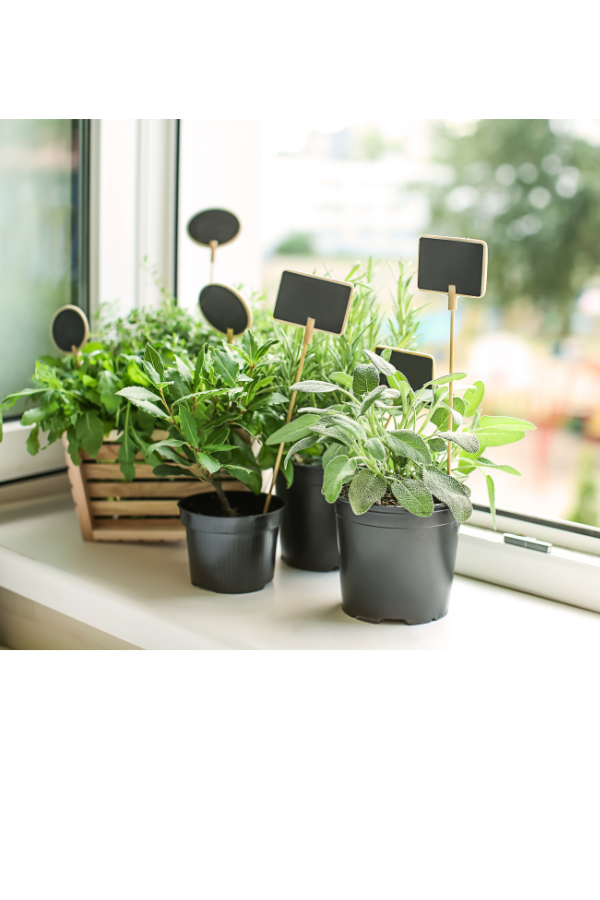 Various herbs in pots on windowsill