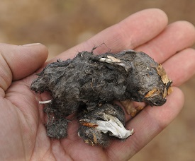 Barn owl pellet opened to show contents