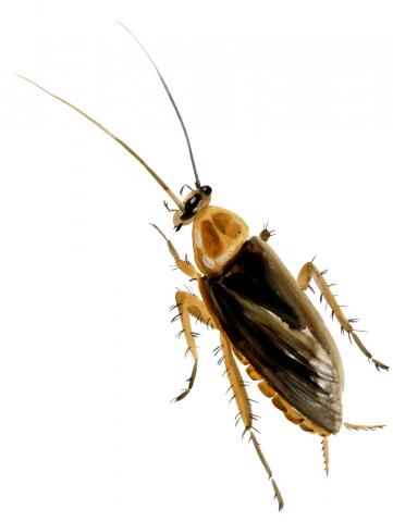 cockroach