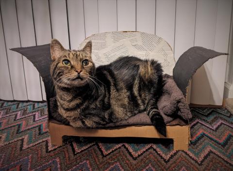 brown tabby cat lounging on a cardboard couch