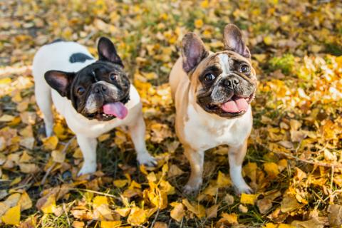 Two french bulldogs