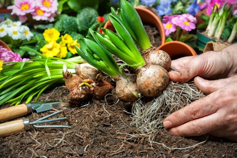 Plant bulbs with roots held by a pair of hands over dirt