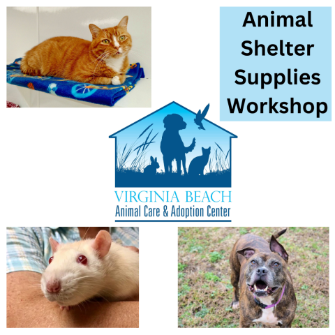 White background, Virginia Beach Animal Care & Adoption Center logo in the center, top left: picture of an orange cat on a blue blanket, bottom left: white mouse, bottom right: brown dog with white splotch, top right, black font saying: "Animal Shelter Supplies Workshop" in a light blue box.