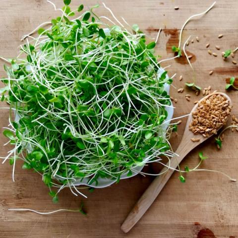 Cut microgreens and seeds on a spoon