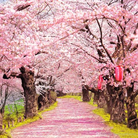 cherry blossoms