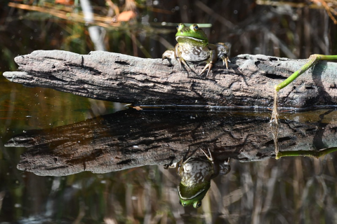 Frog sitting on log