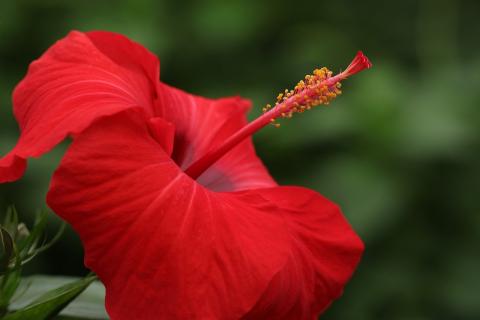 red hibiscus flower on green background