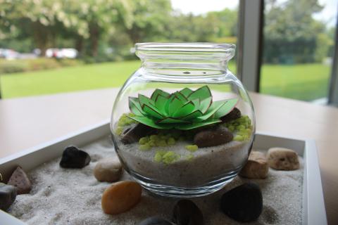 Green with red tinge paper succulent in glass container. Sand and rocks inside of the glass container. Container sits in a sand and rock filled square tray.