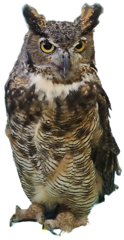 Sunny, a Great Horned Owl.