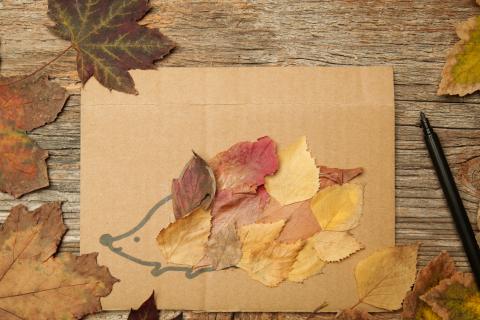 A drawing of a hedgehog with leaves placed over it.