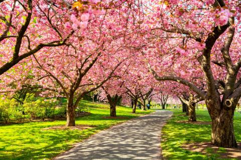 cherry blossom trees in a park with a walking path