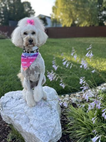 Bernie the therapy dog, handler's photo