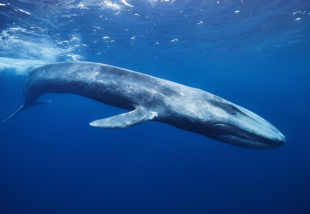 Blue whale under water