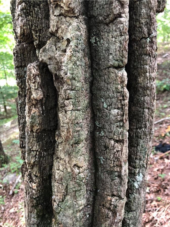 Tree trunk with bark that has deep crevices