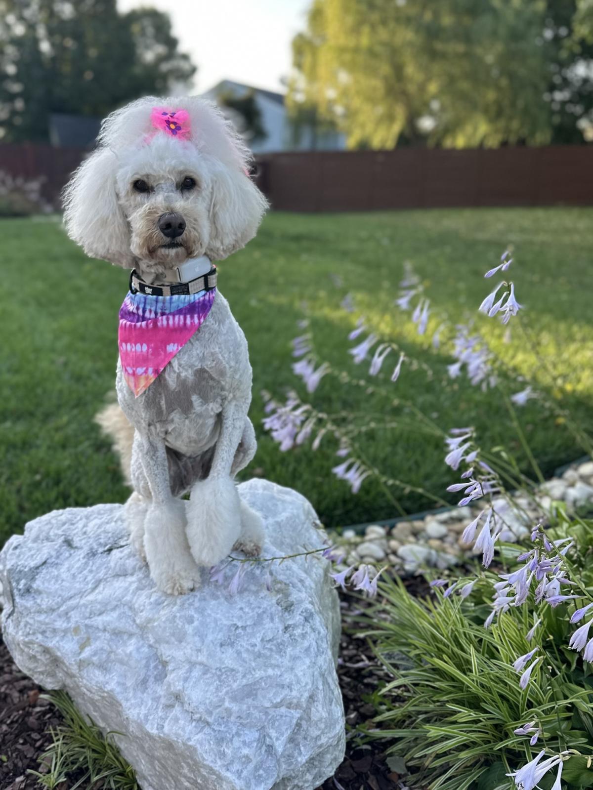 Bernie the therapy dog, handler's photo